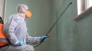 Trusted Walcott, IA Mold Removal Experts