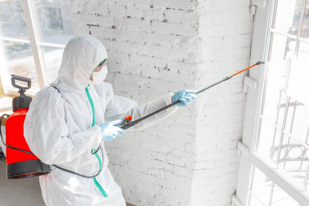 Why You Should Choose Our Mold Remediation Services in Walcott, IA